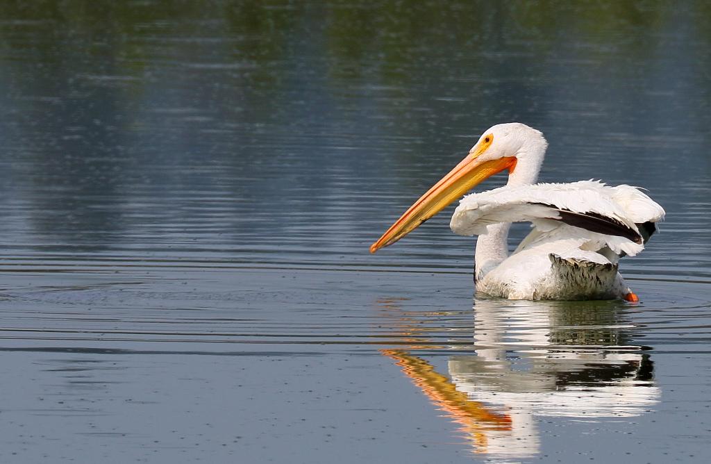 American White Pelican