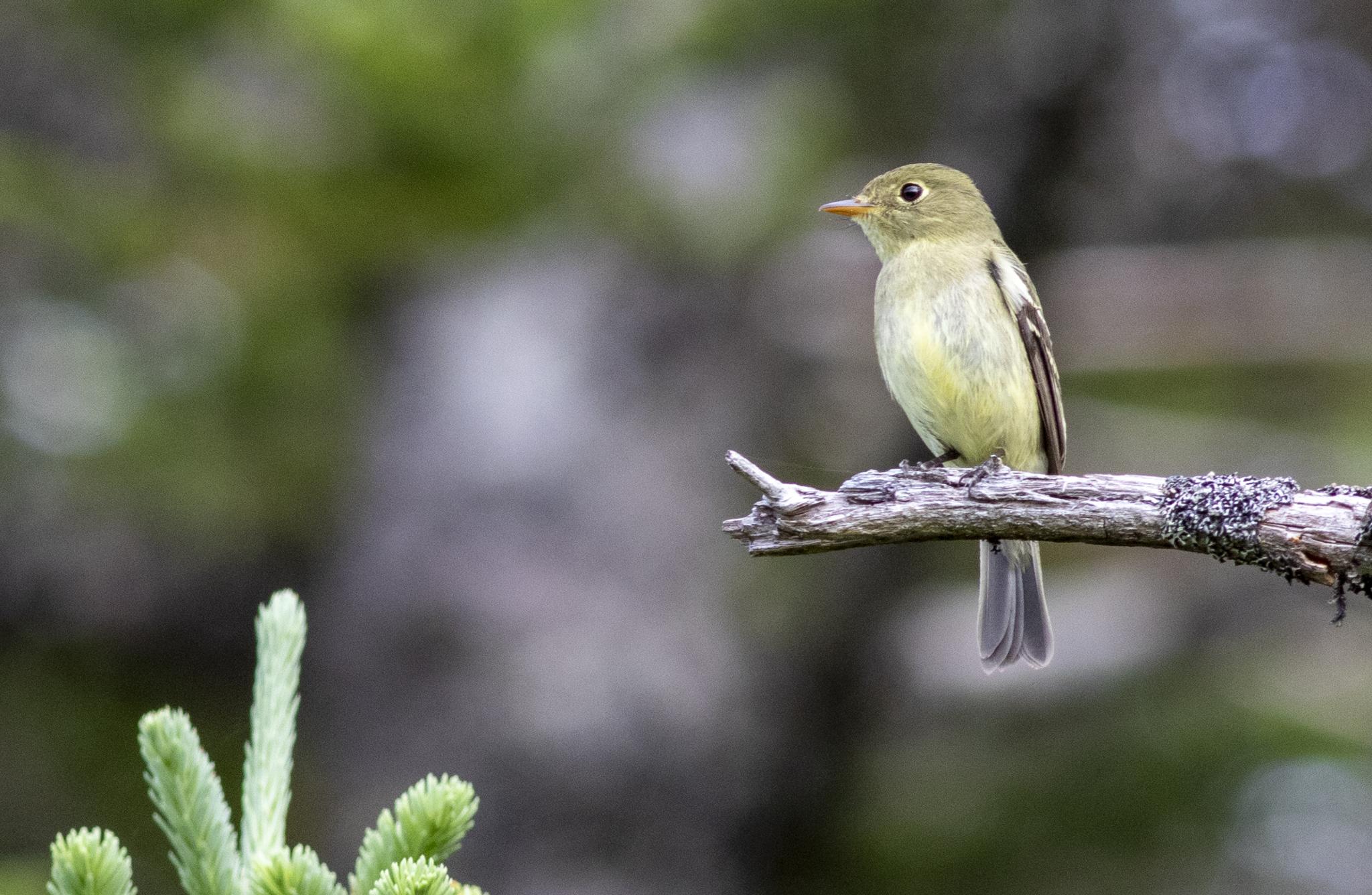 Yellow-bellied Flycatcher