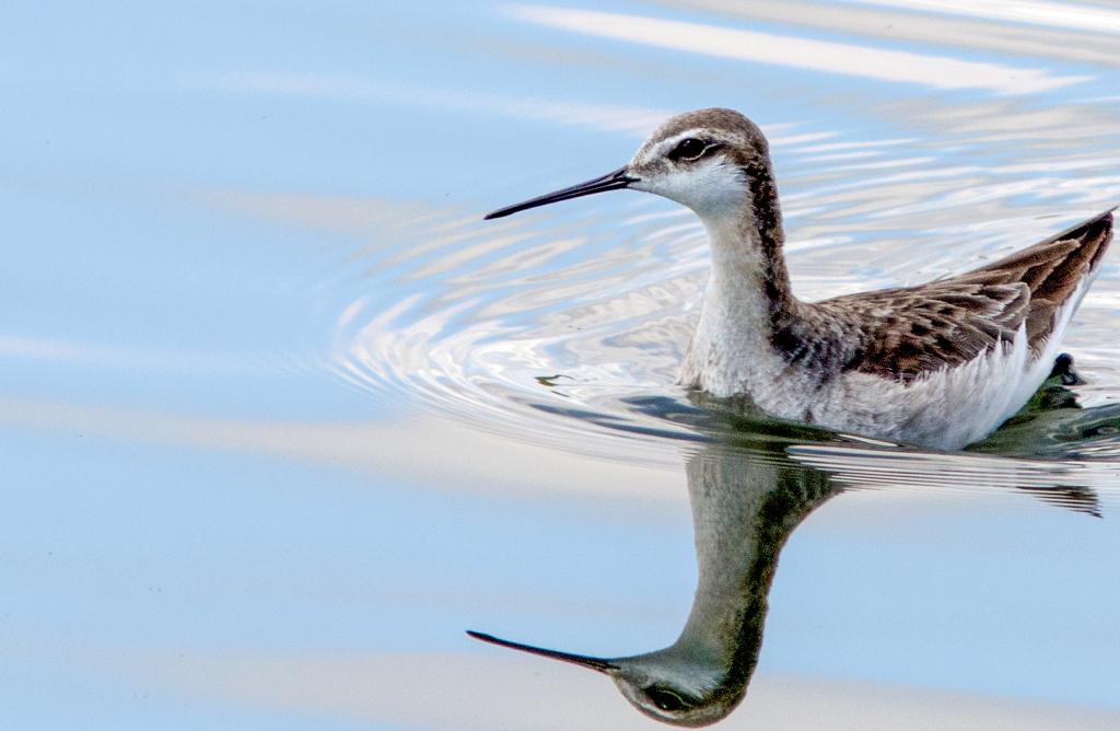 Wilson's Phalarope