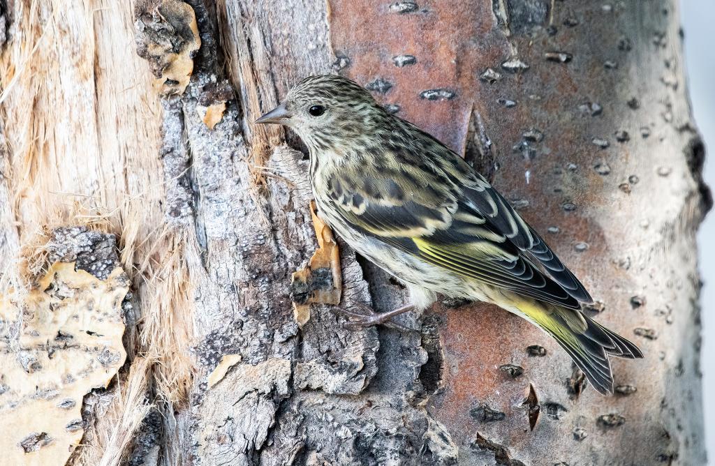 Pine Siskin