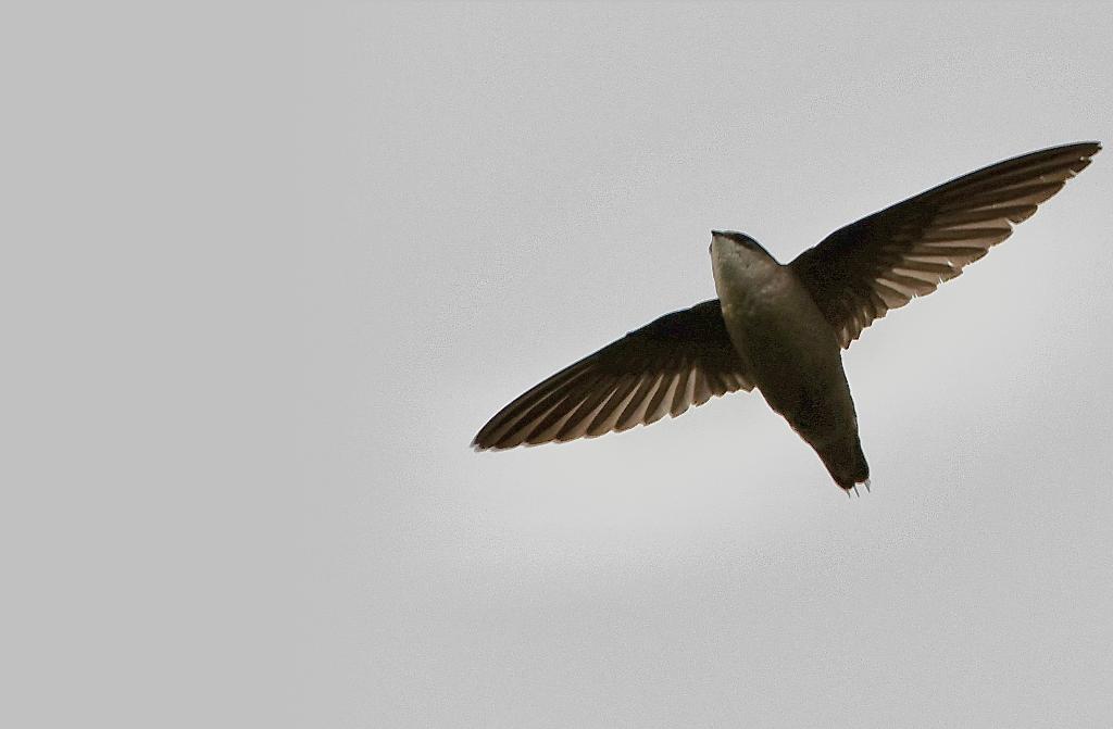 Vaux's Swift