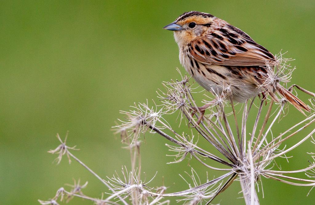 LeConte's Sparrow