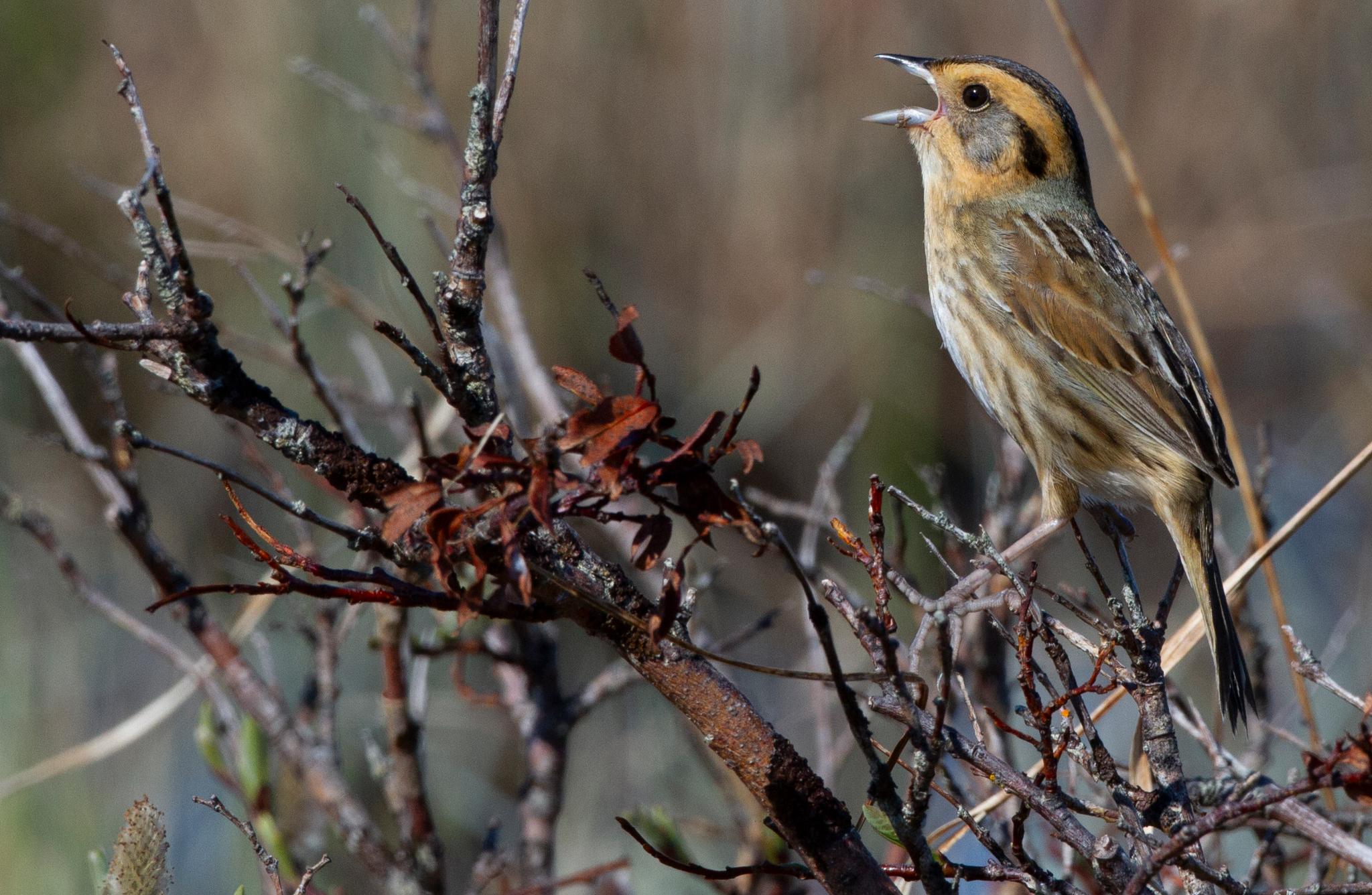 Nelson's Sparrow
